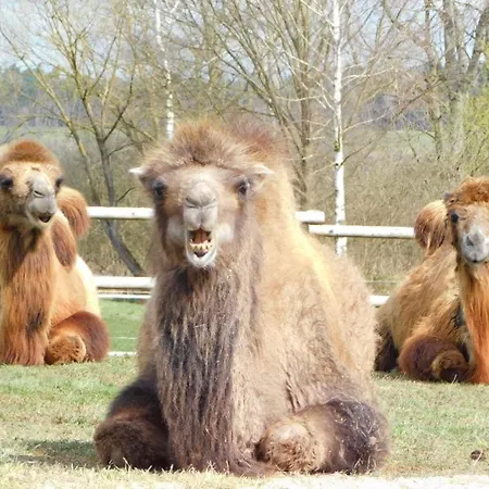 Wellness Zoo Lhota * Lomnice nad Lužnicí