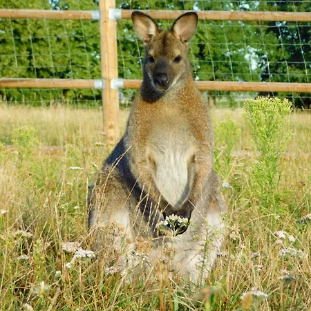 Lägenhet Wellness Zoo Lhota Lomnice nad Lužnicí