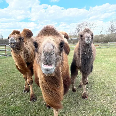 Wellness Zoo Lhota Lägenhet Lomnice nad Lužnicí